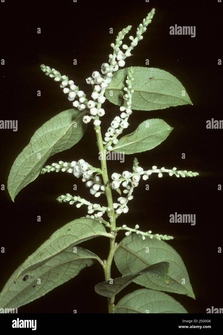 gaultheria fragrantissima Stock Photo