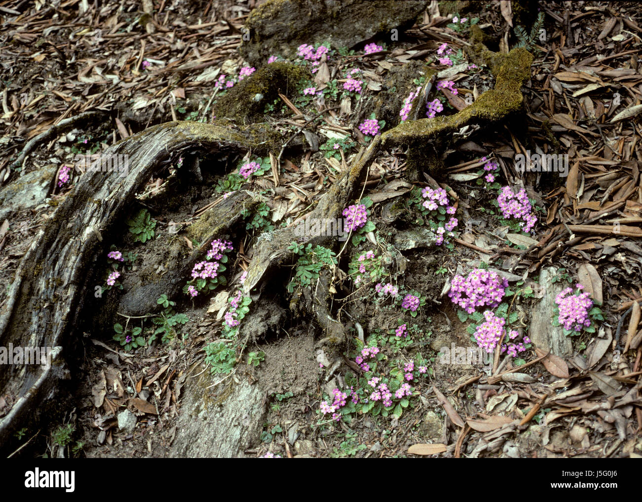 flower,plant,flora,nature,blumenpflanze,primula irregularis,primulaceae,mangegot Stock Photo