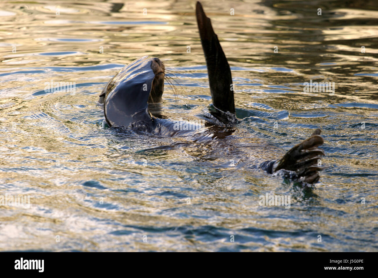 Seal crawl sea lion hi-res stock photography and images - Alamy
