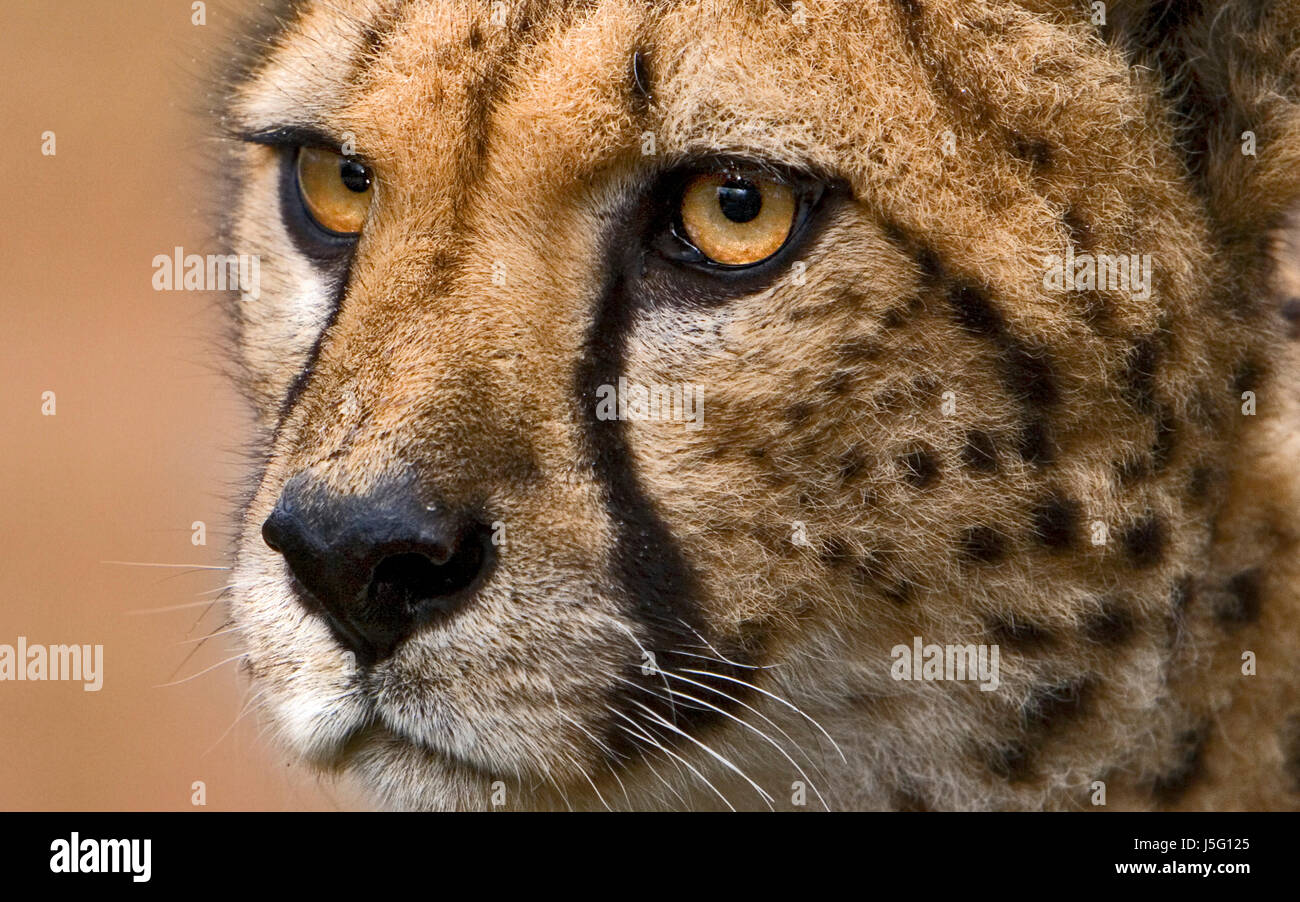 animal mammal brown brownish brunette wild portrait big cat feline predator Stock Photo