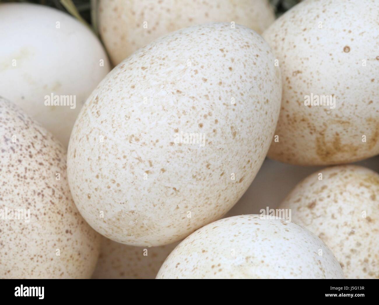 some several a few deco decoration custom tradition spotted egg ...