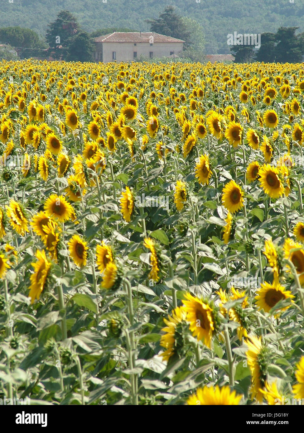 sunflower field in tuscany Stock Photo - Alamy