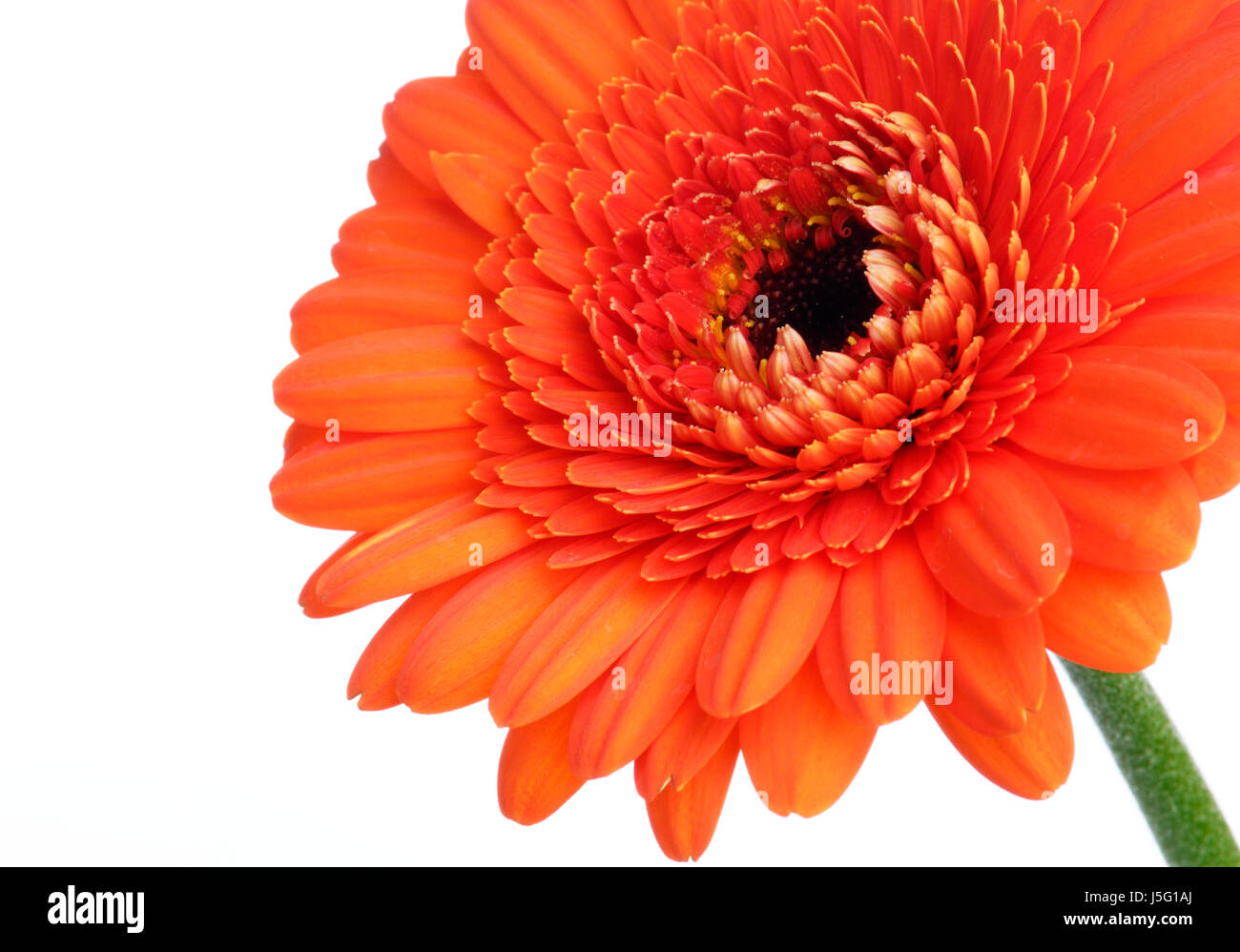 Extra bright hi-res stock photography and images - Page 17 - Alamy
