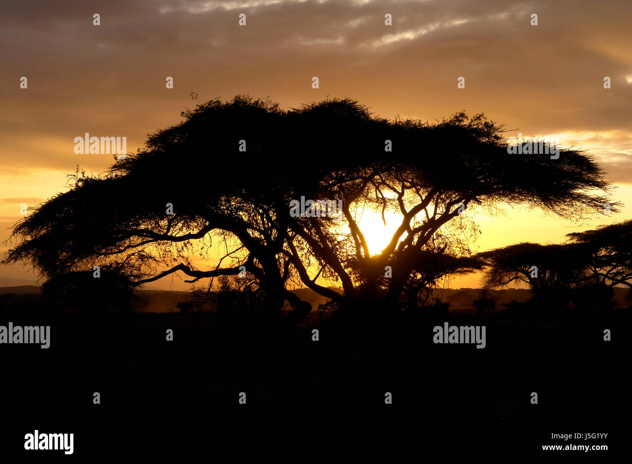 romance in africa Stock Photo Alamy