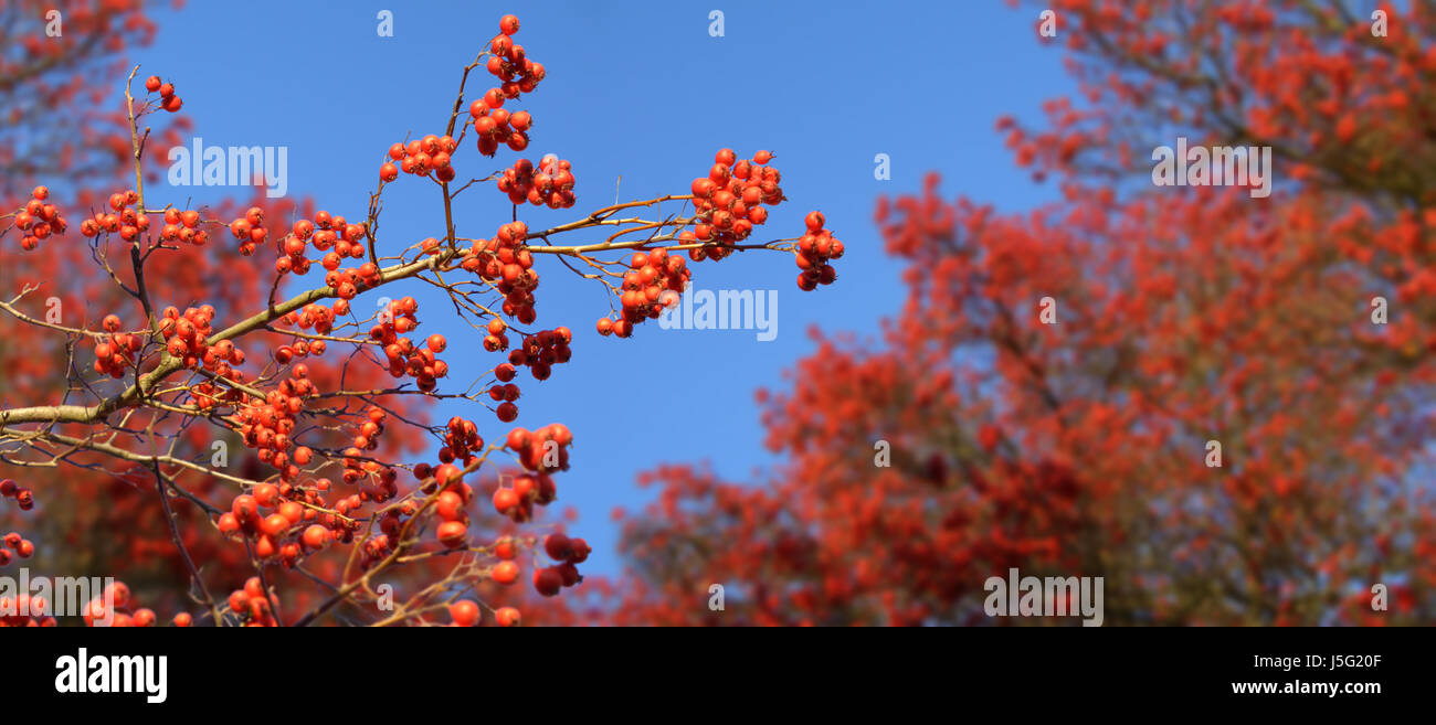 hawthorn berries in winter (2) Stock Photo