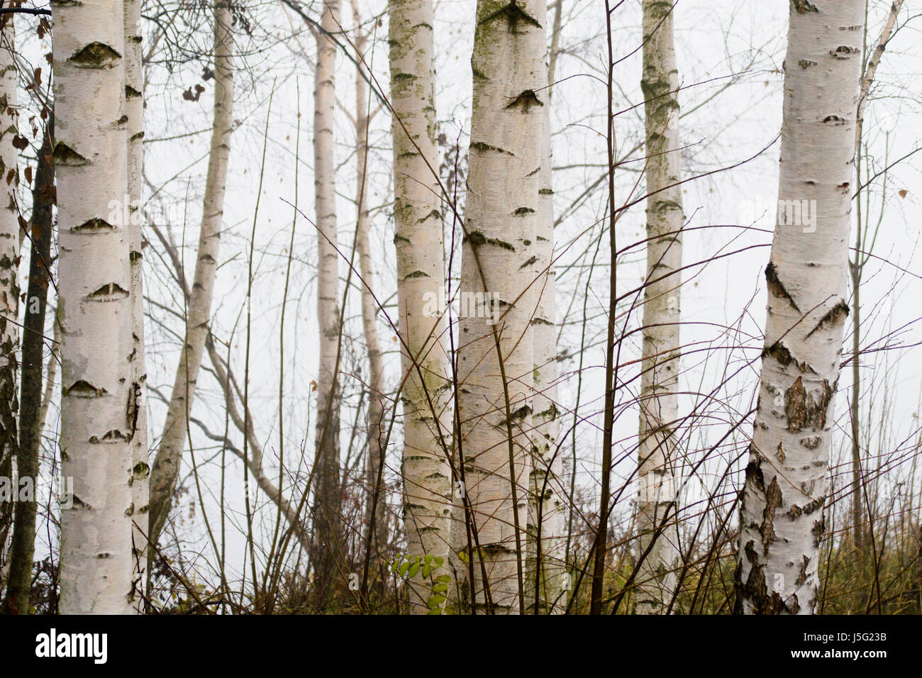birch transversely Stock Photo