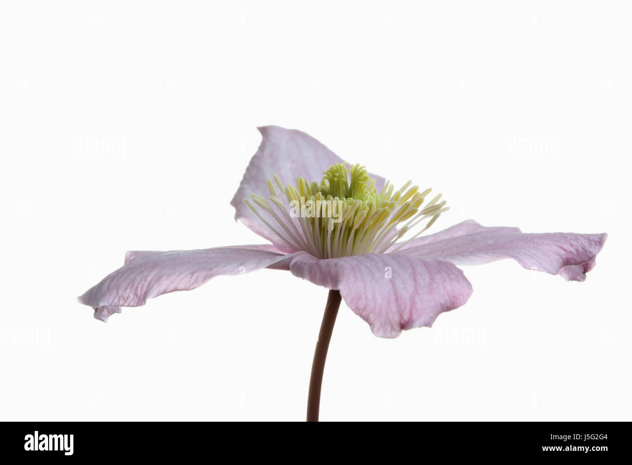 Clematis, Clematis Montana Wilsonii, Studio shot of single pink flower showing stamen. Stock Photo