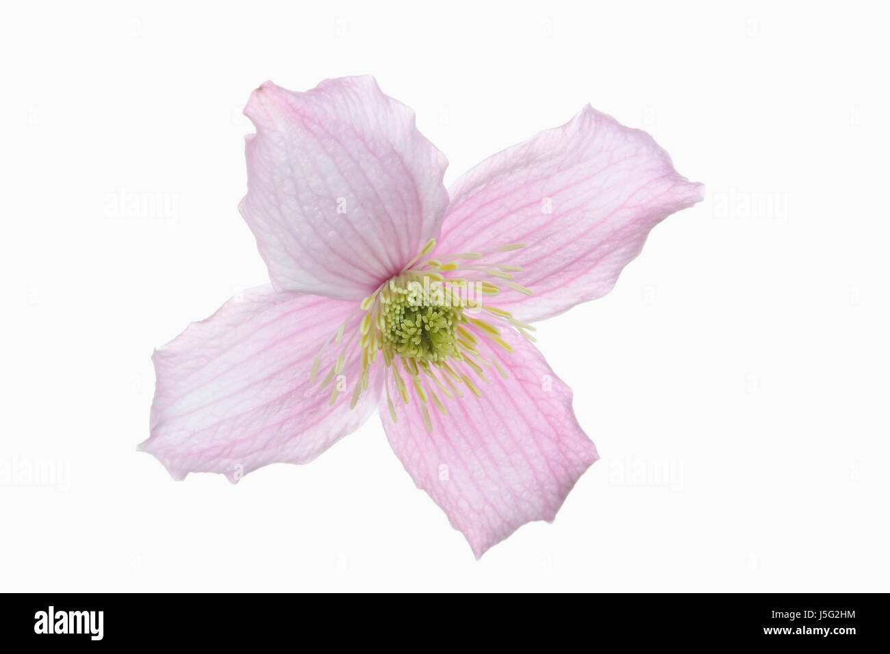Clematis, Clematis Montana Wilsonii, Studio shot of single pink flower showing stamen. Stock Photo