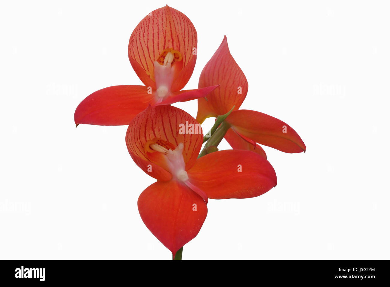 Orchid, Flower of the gods, Disa uniflora 'Foam', Studio shot of red flowers on single stem. Stock Photo