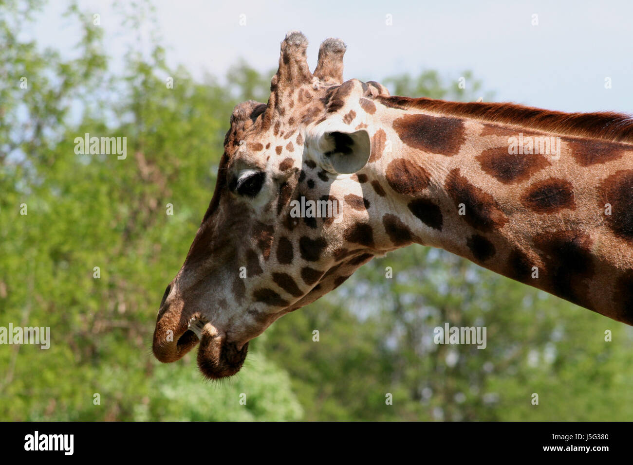 animal mammal giraffe highest herbivore ruminant head braun weiss ...