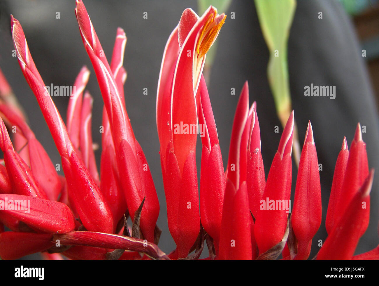 flower plant bloom blossom flourish flourishing near exotic colour shapes shape Stock Photo