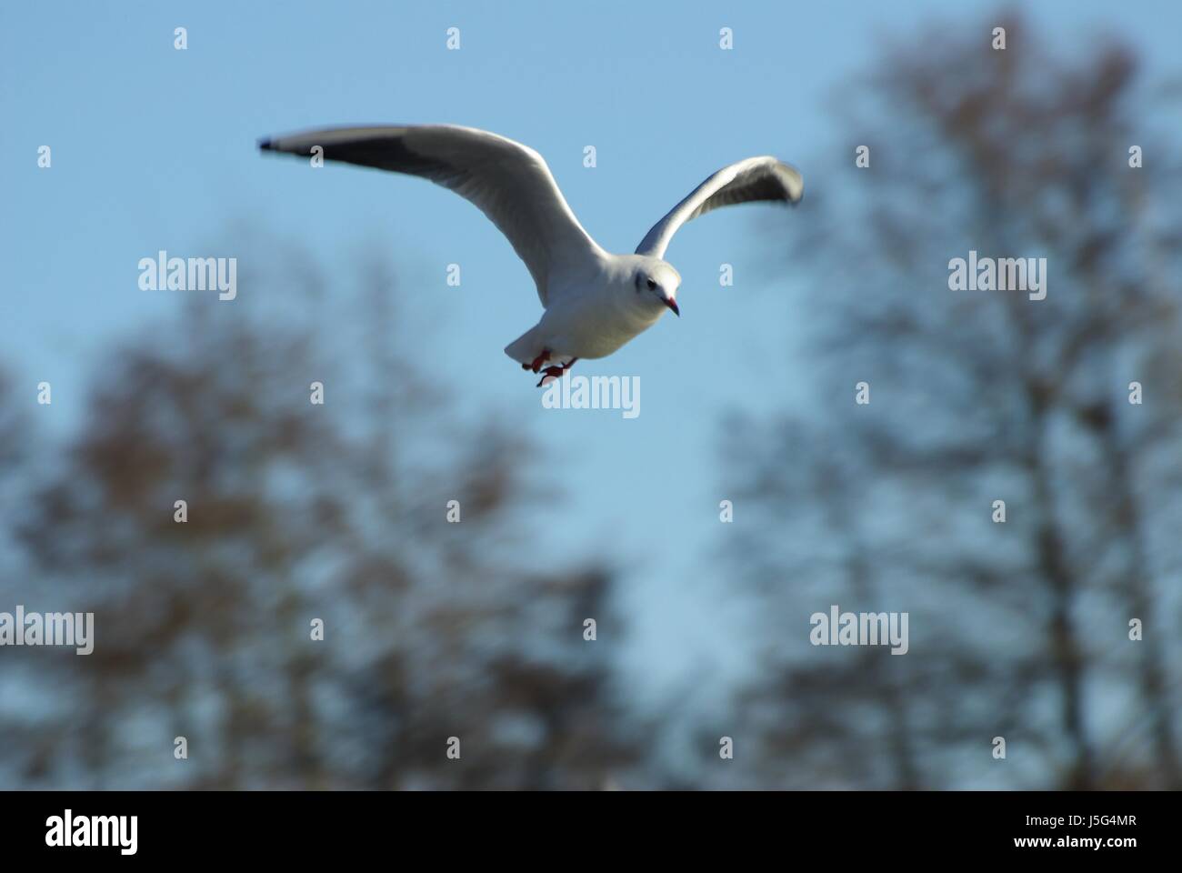 animal,bird,eye,organ,birds,wing,feather,mve,weiss,seevogel,vogelkopf Stock Photo