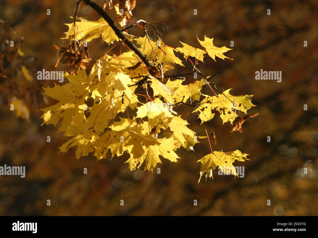 maple in autumn Stock Photo