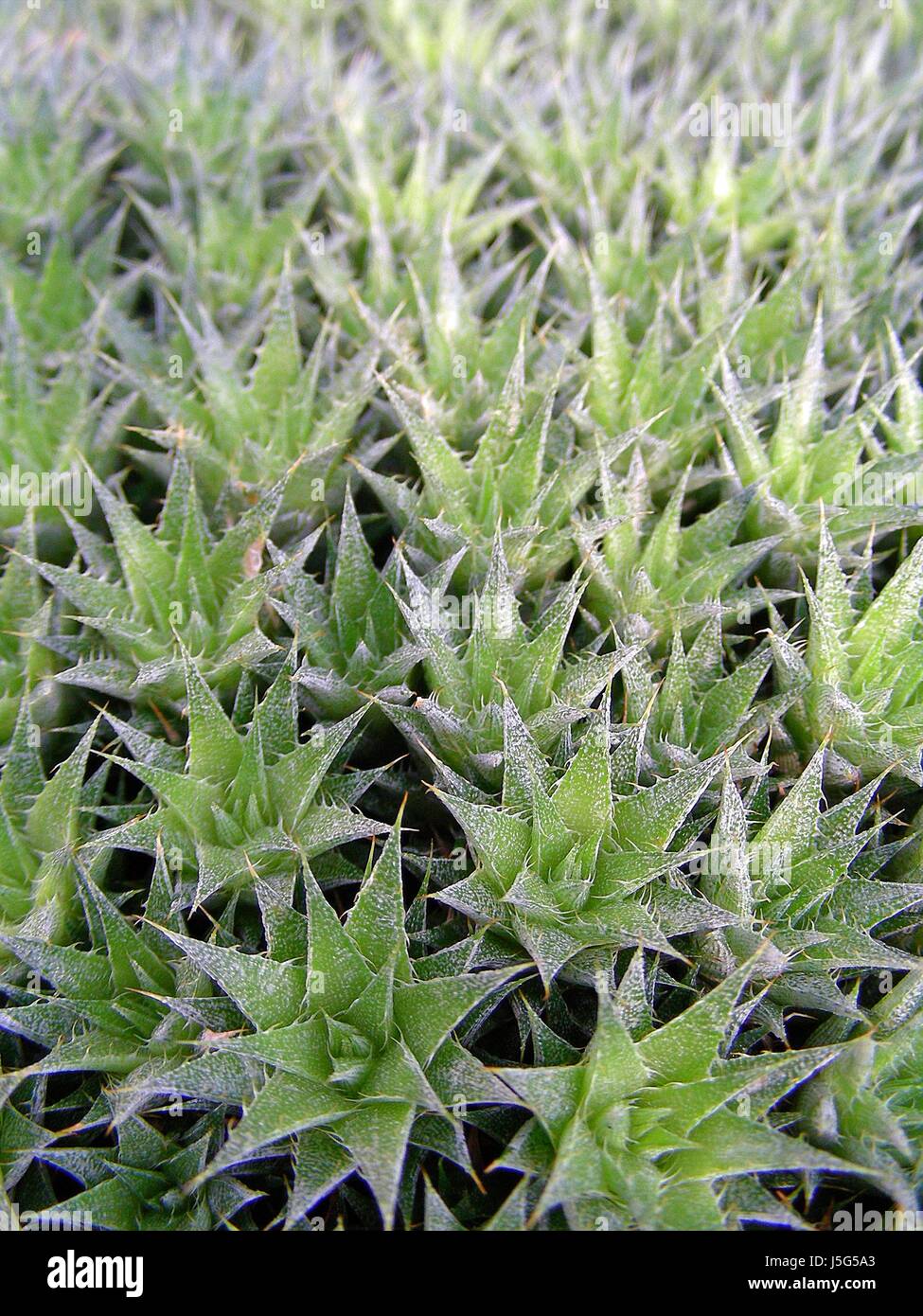 rock cushion deuterocohnia brevifolia Stock Photo