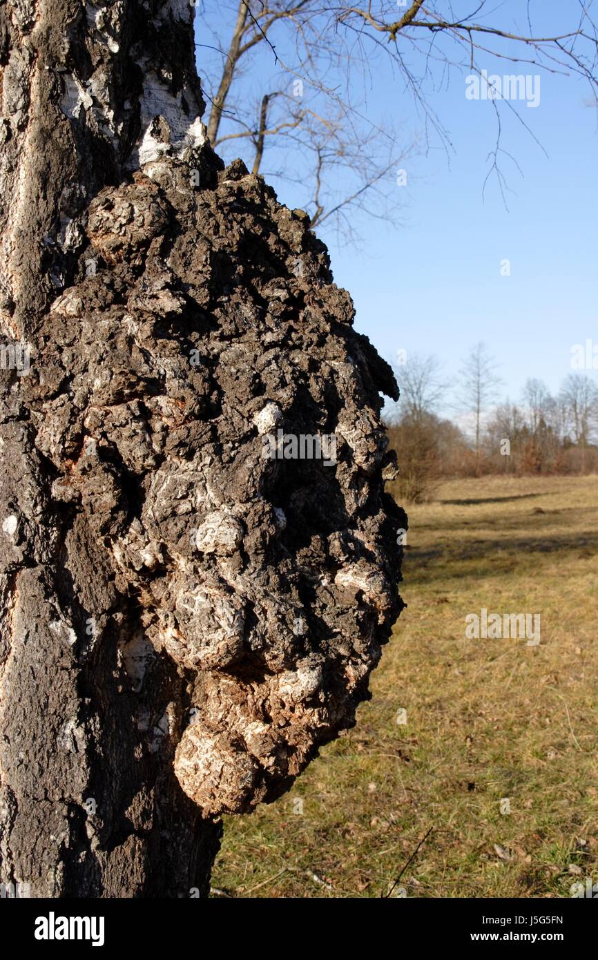 tree park wood trunk bark hunch birch wart ulcer tumour abscess rank