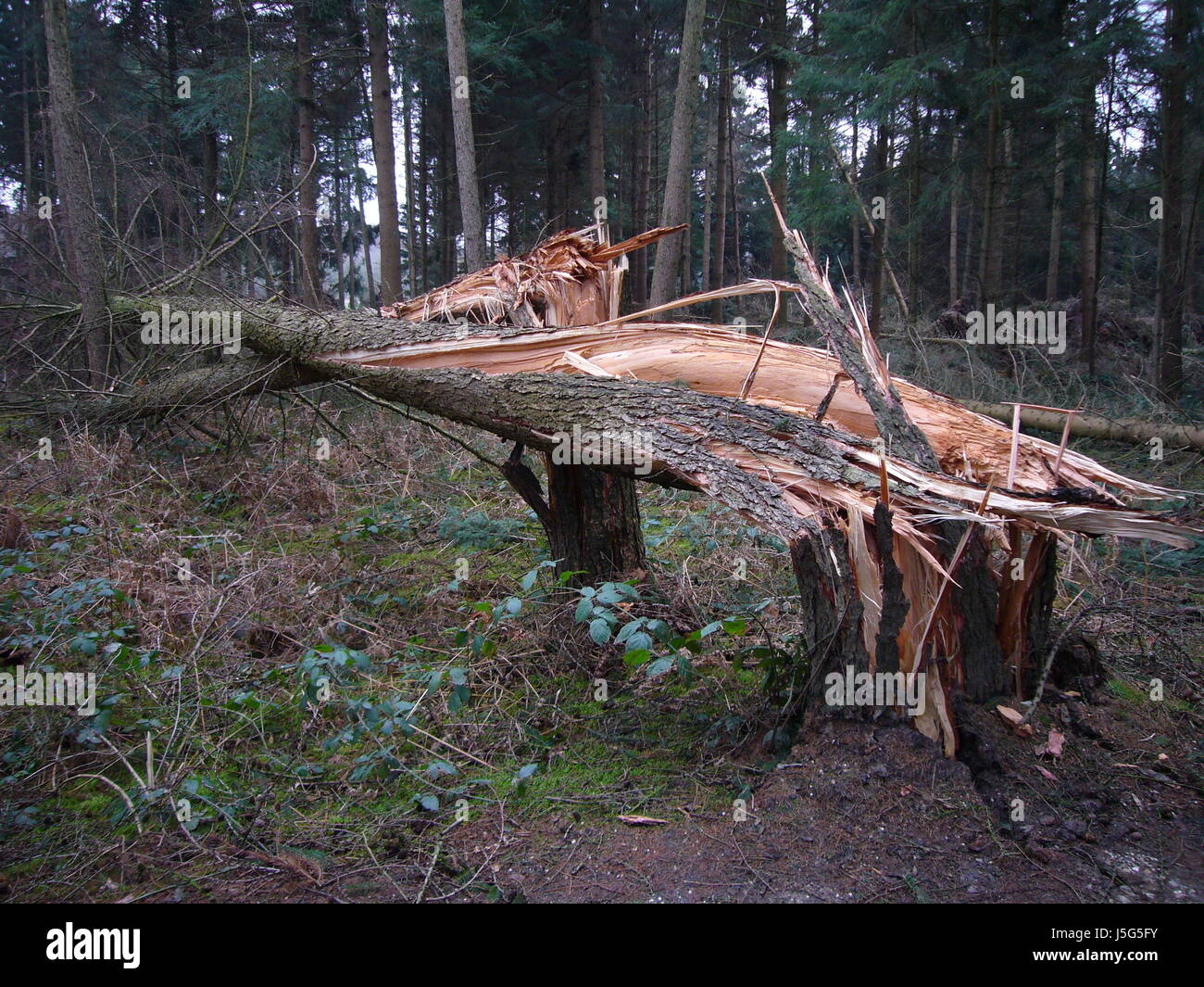 environment enviroment tree trees fir conifer forest fragmented damage