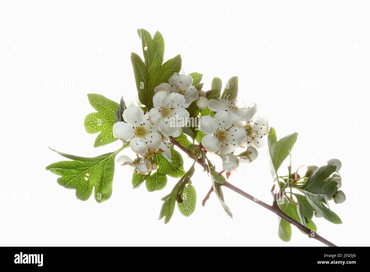 Hawthorn, Common hawthorn, Crataegus monogyna, Studio shot of branch with white flowers. Stock Photo