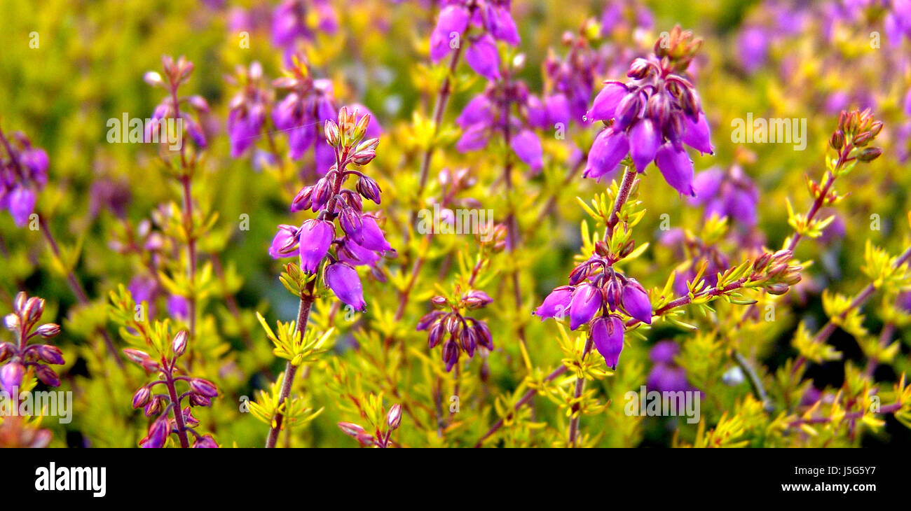 garden flower plant bloom blossom flourish flourishing summer summerly purple Stock Photo