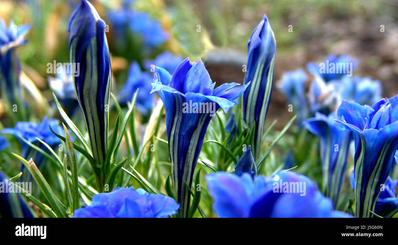 blue shine shines bright lucent light serene luminous garden flower plant bloom Stock Photo