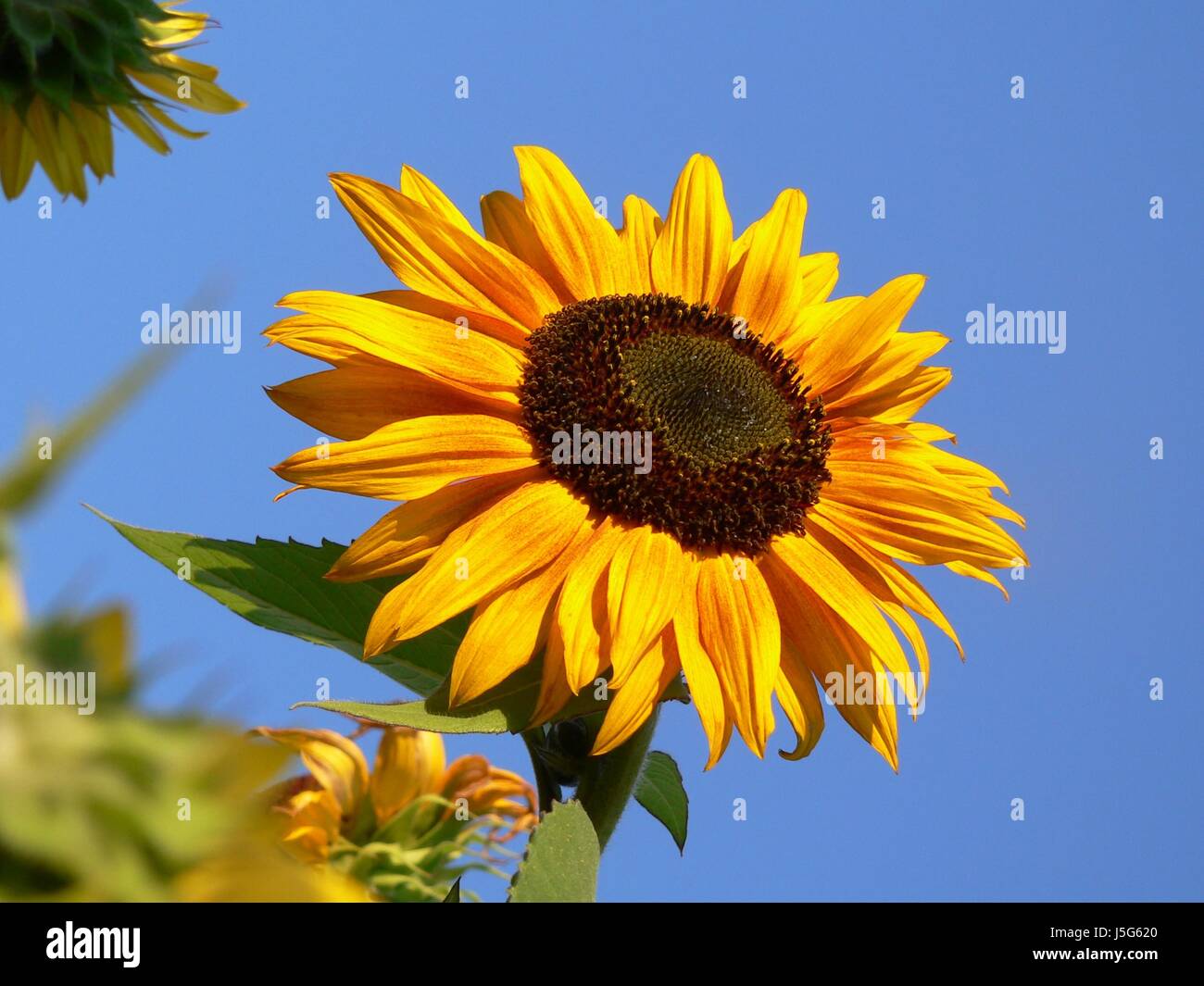 sunflower Stock Photo