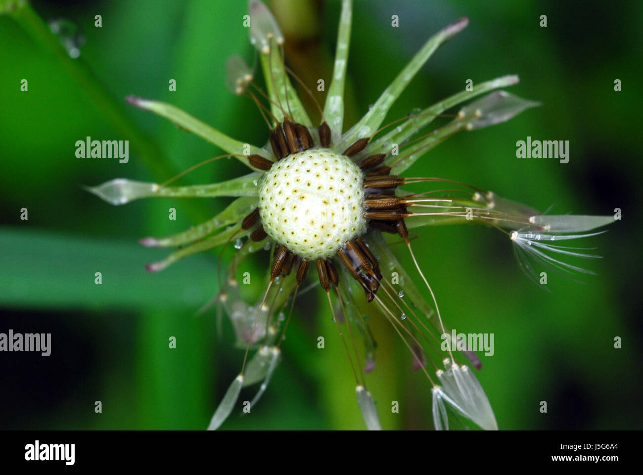 plant flower useful plant flowers blowball sperm dandelion medicinal plant Stock Photo