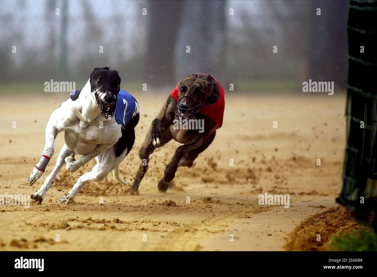 mammal dog dogs mammals competition dirt track greyhounds event race