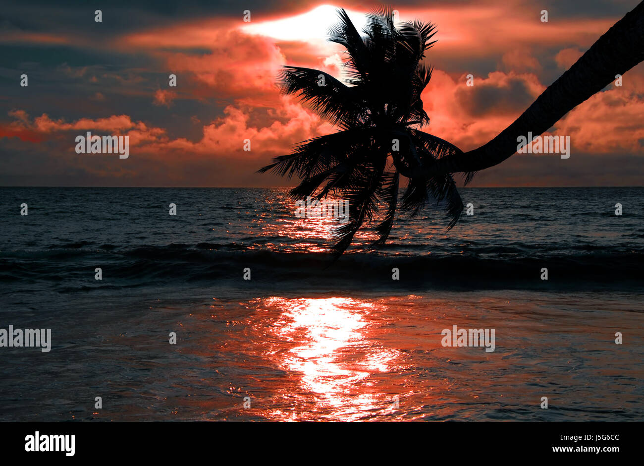 sunset palm tree salt water sea ocean water travel holiday vacation