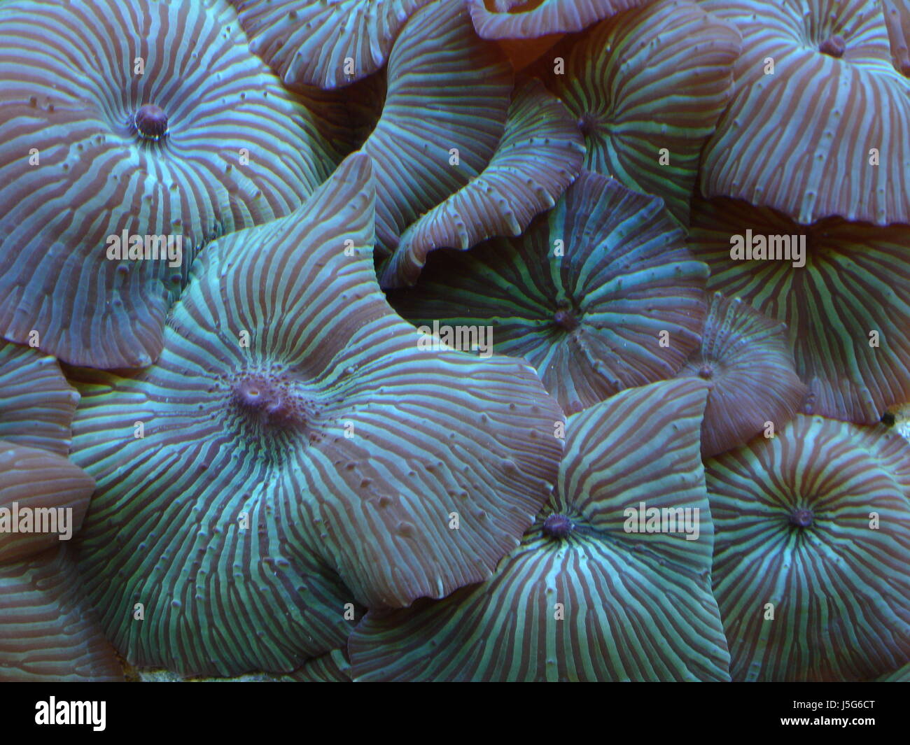 aquarium underwater salt water water atoll reef anemone sea water sea ocean Stock Photo