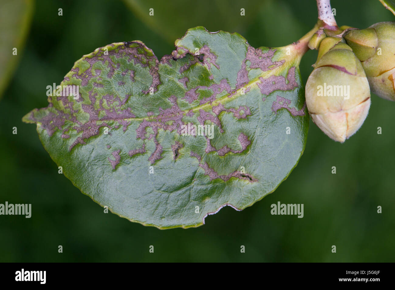 Leaf minor damage on the leaf of a camellia plant Stock Photo Alamy