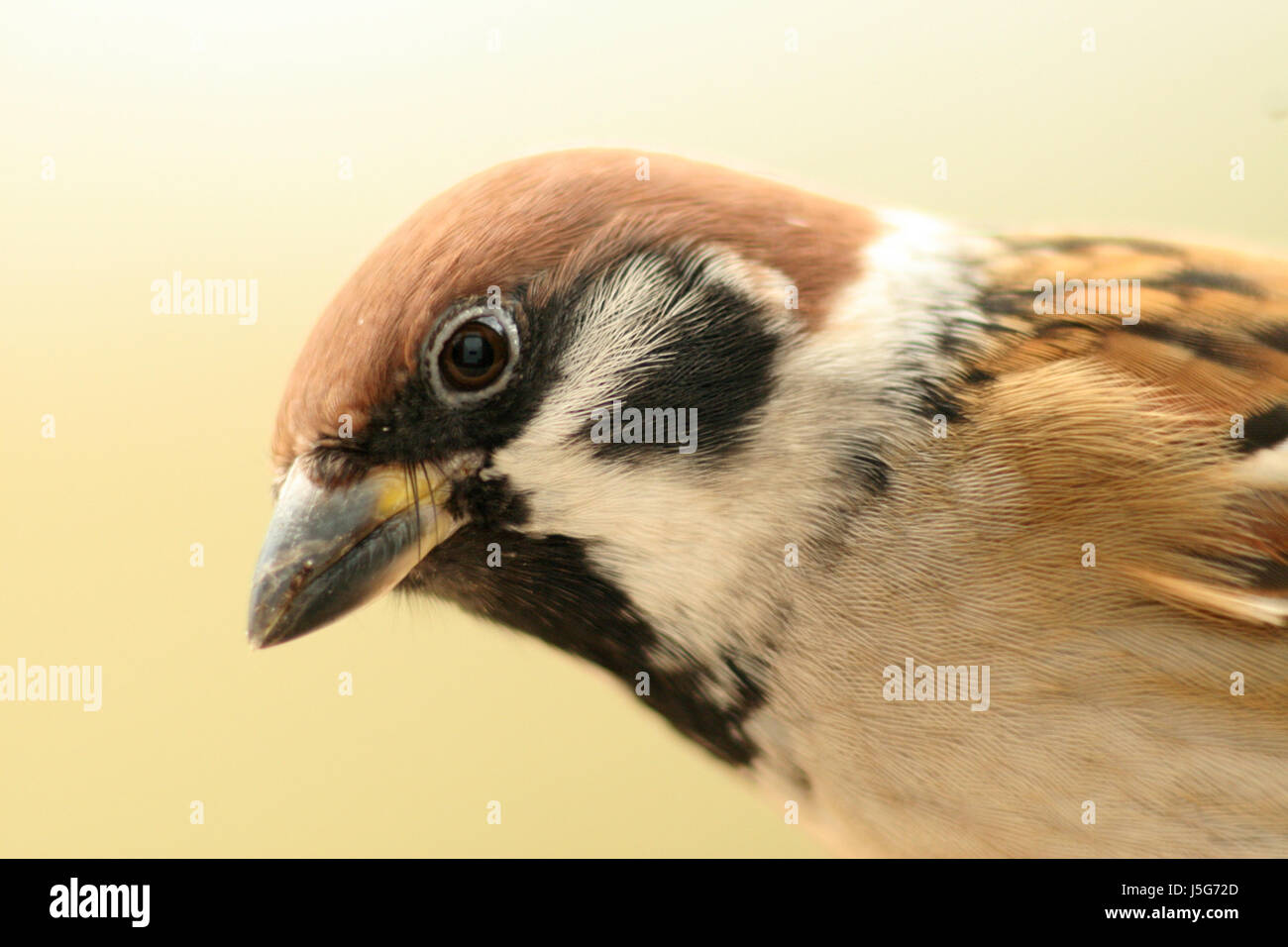 bird portrait birds sparrow singing-bird bobolinks sparrows head feldsperling Stock Photo