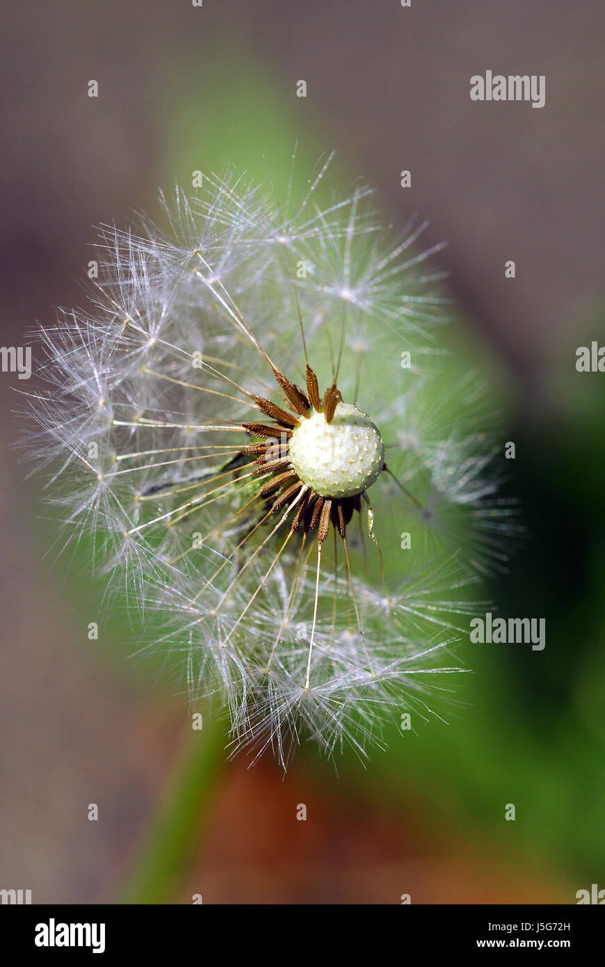 plant flower useful plant flowers blowball sperm dandelion medicinal plant Stock Photo