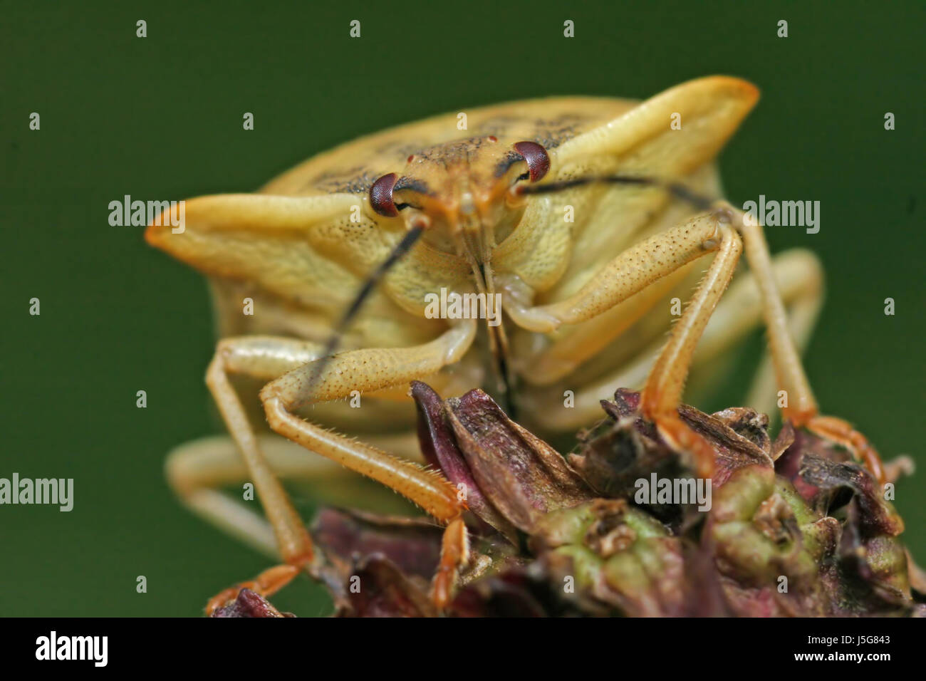 macro close-up macro admission close up view insects portrait bugs yellow Stock Photo