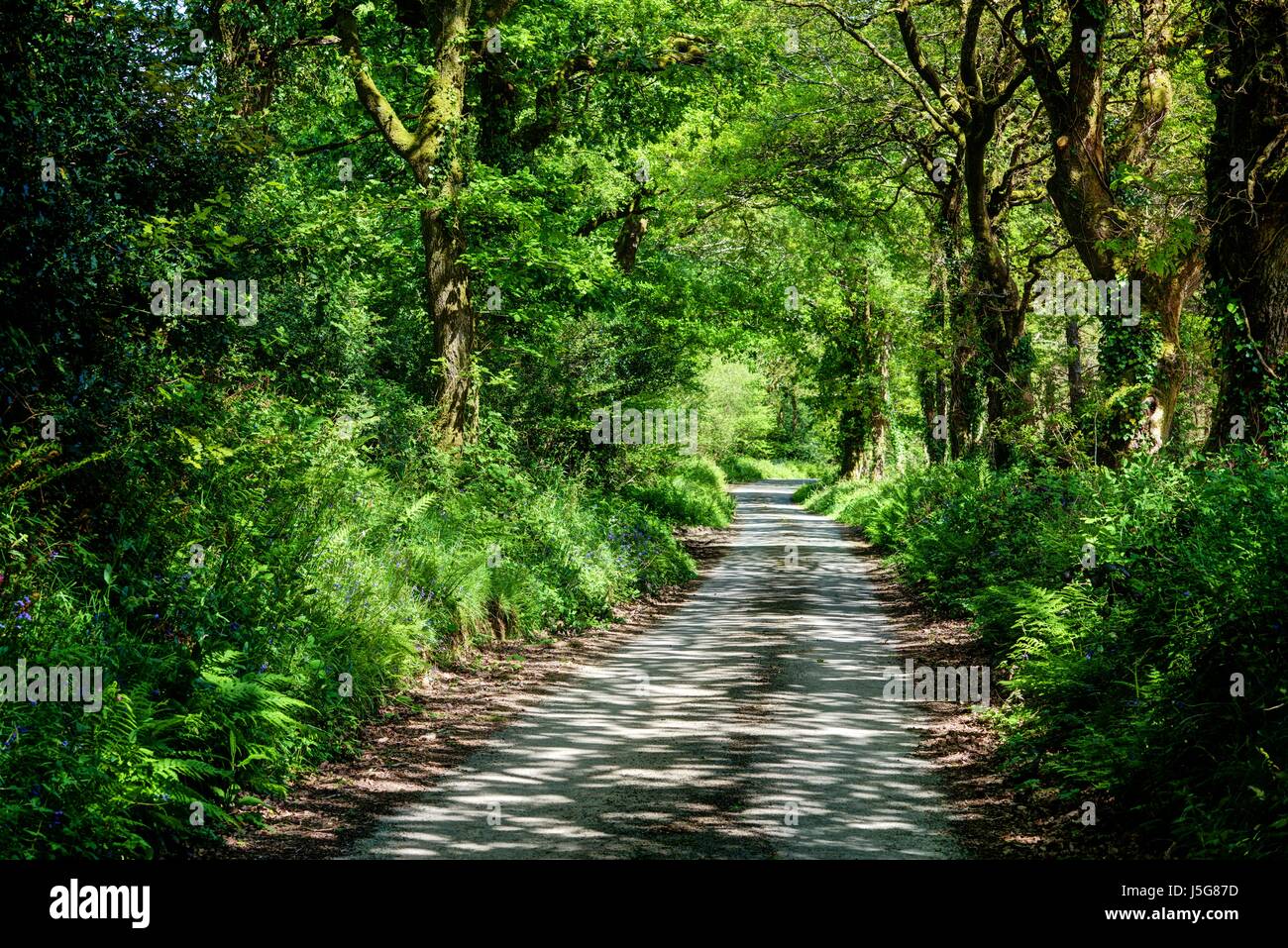 A tree lined fresh green leafy country lane with strong dappled sunlight breaking through on to the straight track ahead. Ladock, Cornwall, England. Stock Photo