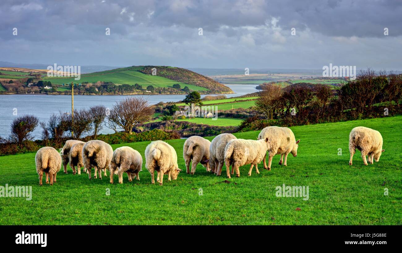 A flock of sharply rendered sheep grazing in a small flock (10) on farmland above the water of the Camel Estuary just outside of Padstow in Cornwall. Stock Photo