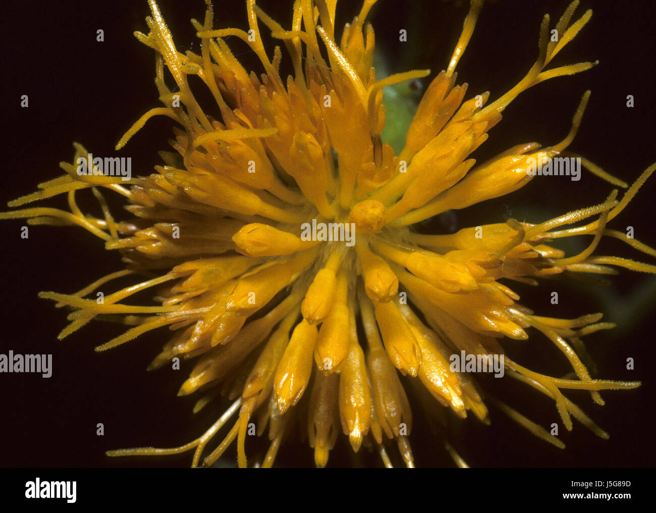 flora,compositae,nature,pflanze,blume,blumenpflanze,gynura nepalensis,ramche Stock Photo