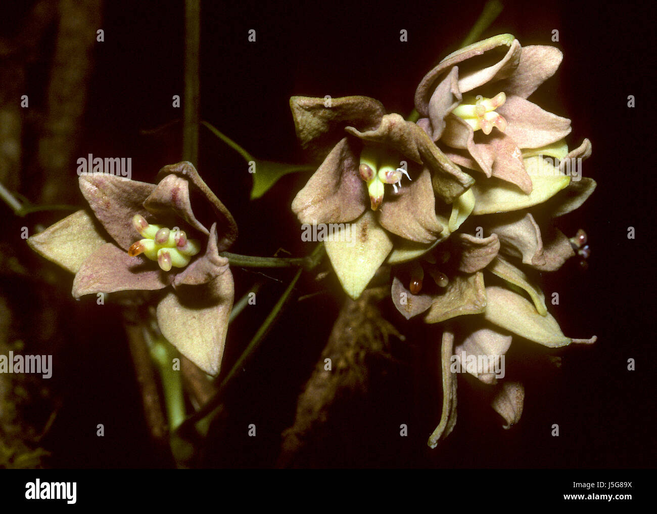 flower plant flora nature blumenpflanze holboellia latifolia