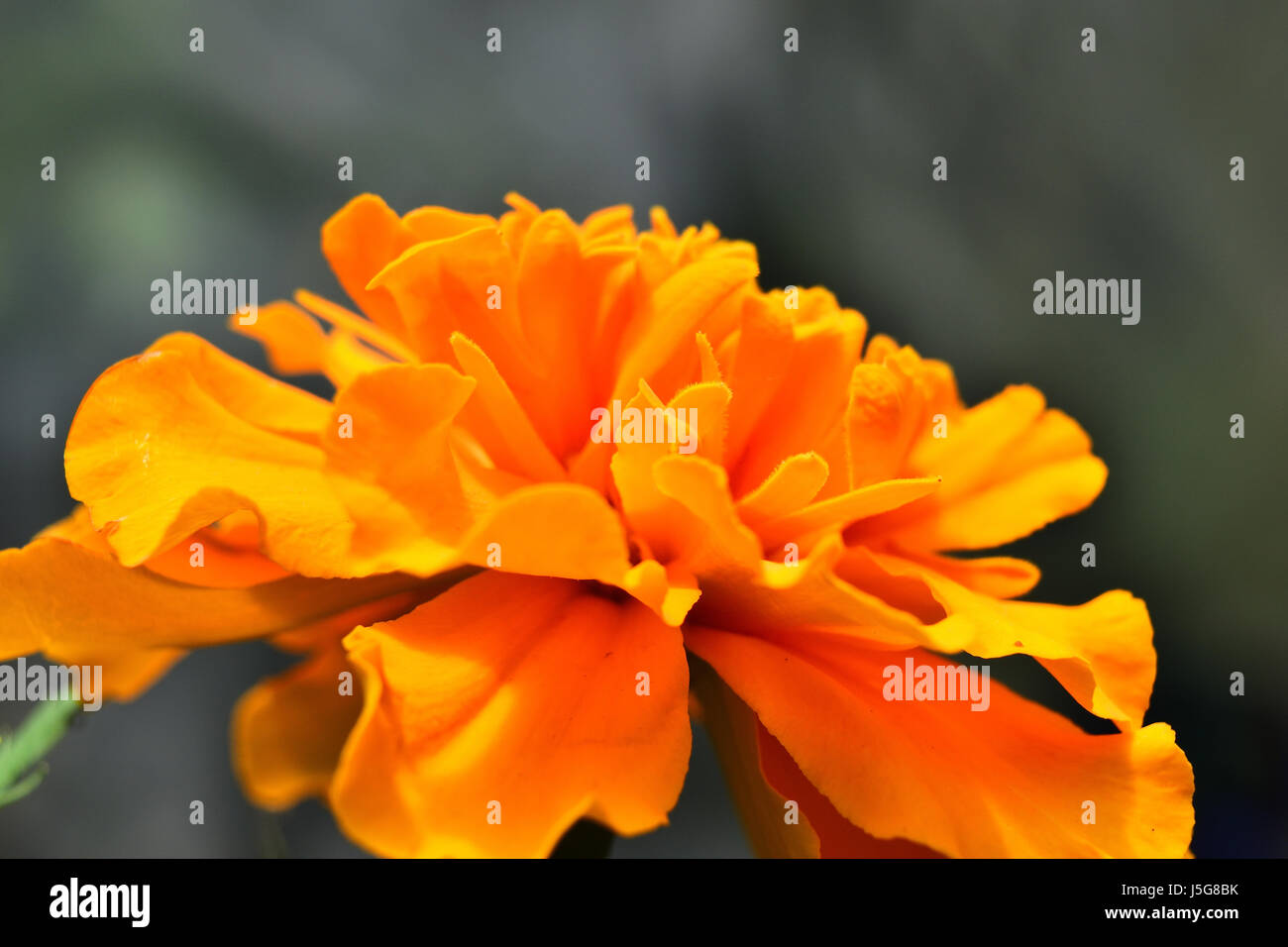A beautiful bright marigold flower also known as the pot marigold, ruddles, common marigold or