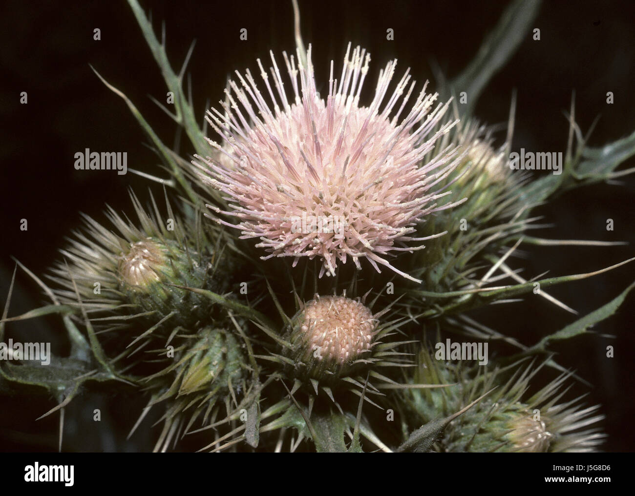 flower,plant,flora,nature,blumenpflanze,cirsium verutum,compositas,kathmandu Stock Photo