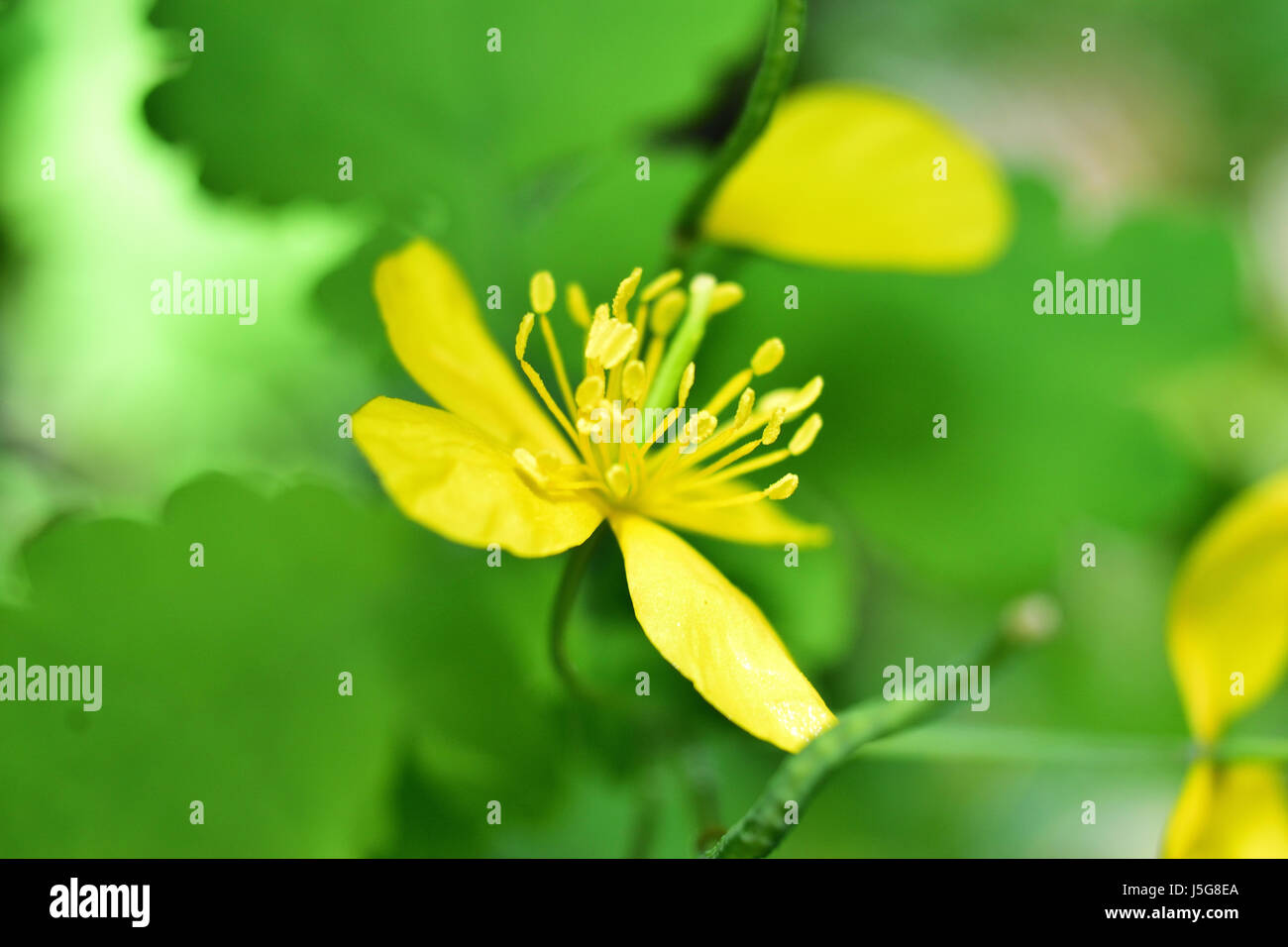 Close up of little yellow flower with blurred green background Stock Photo