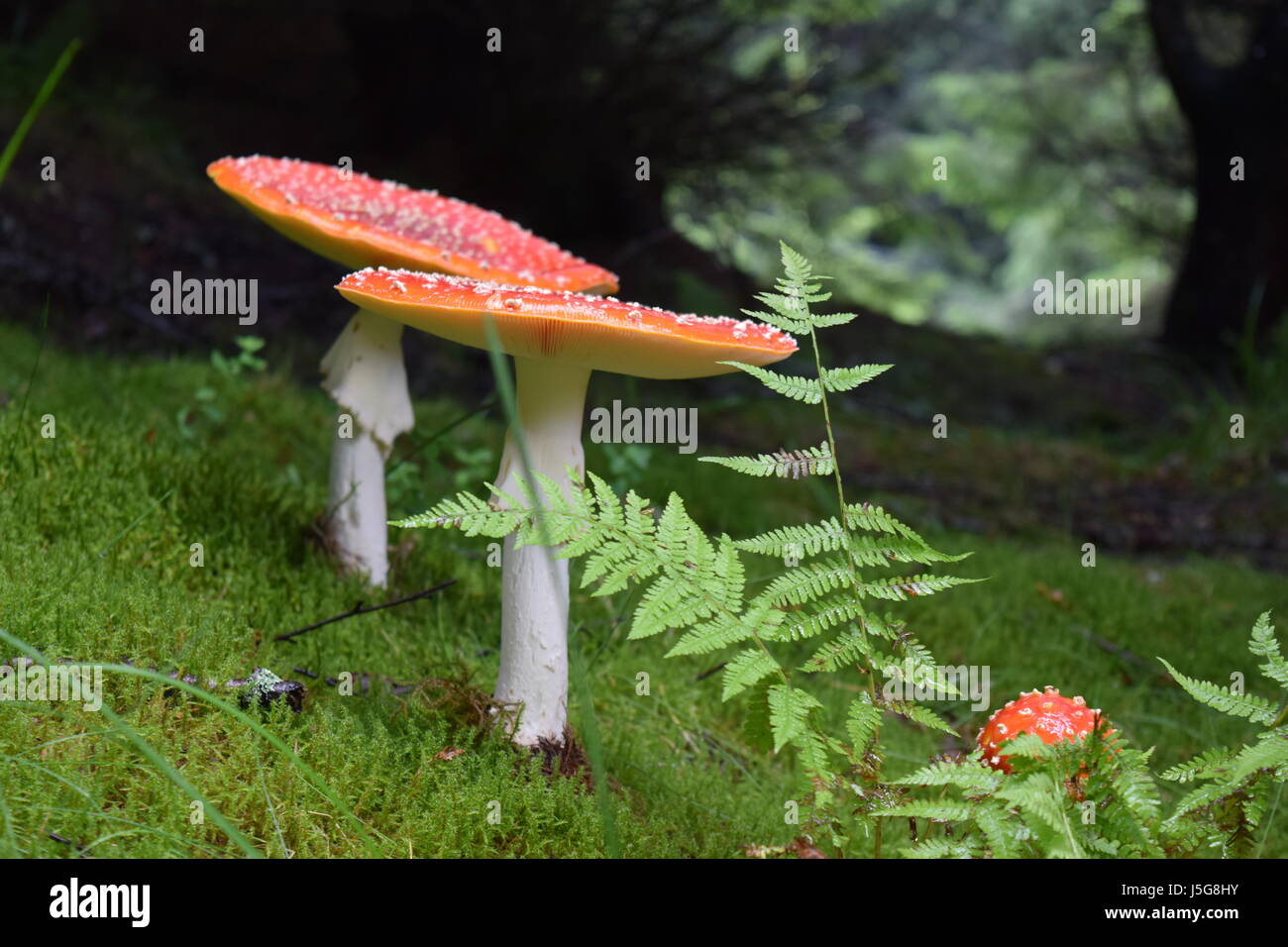 Fly agaric or fairy toadstool mushrooms in carpathian forrest, Romania. Stock Photo