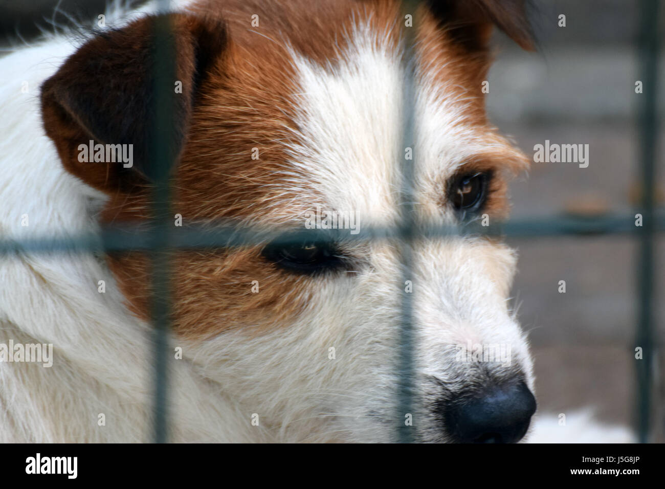 Close-up shot of a Jack Russell terrier head. Stock Photo