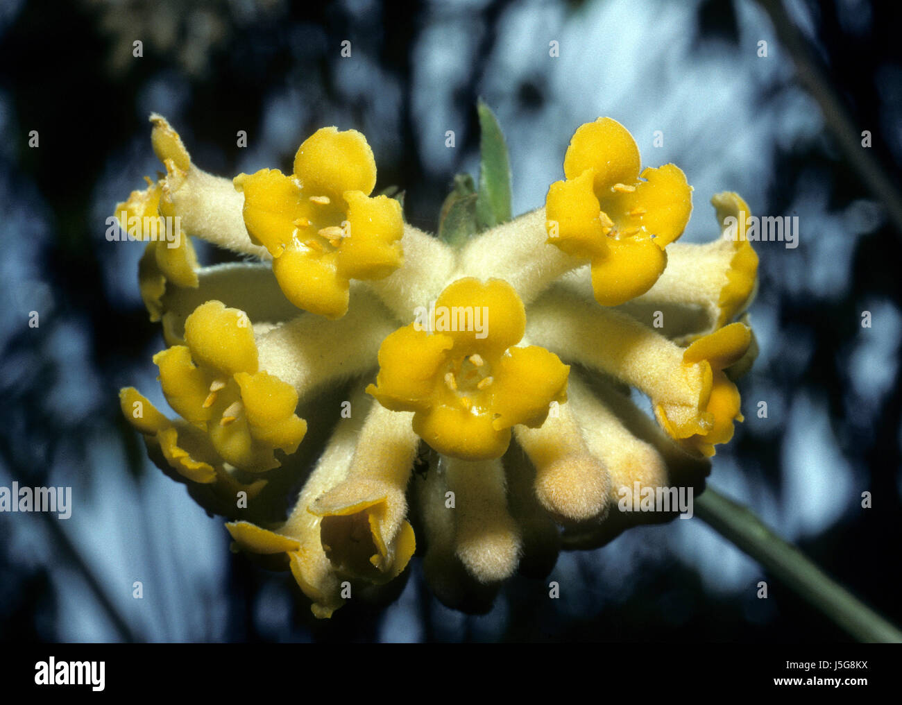 flower,plant,flora,nature,blumenpflanze,edgeworthia gardneri,thymelaeaceae Stock Photo