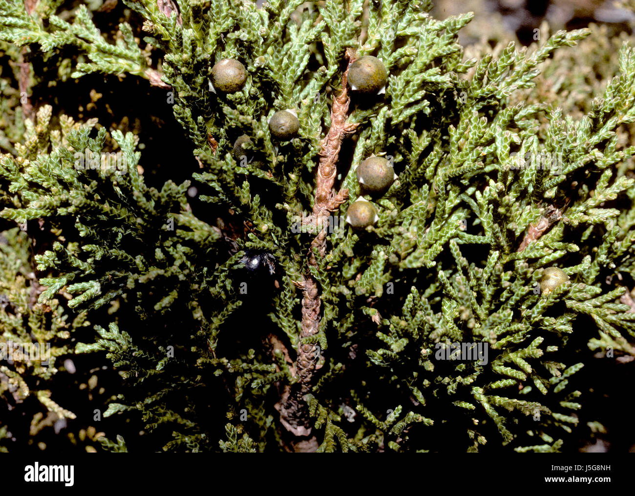 flower plant flora nature blumenpflanze juniperus indica cupressaceae langtang Stock Photo