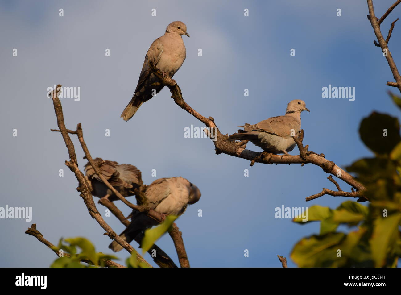 Pigeons sitting in a tree Stock Photo