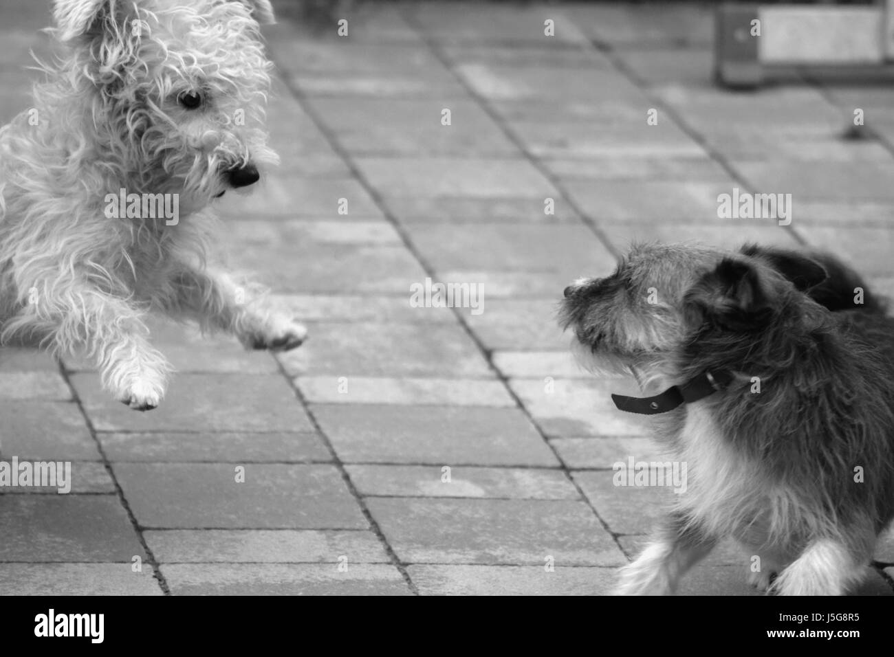 Black and white photo of two dogs playing Stock Photo