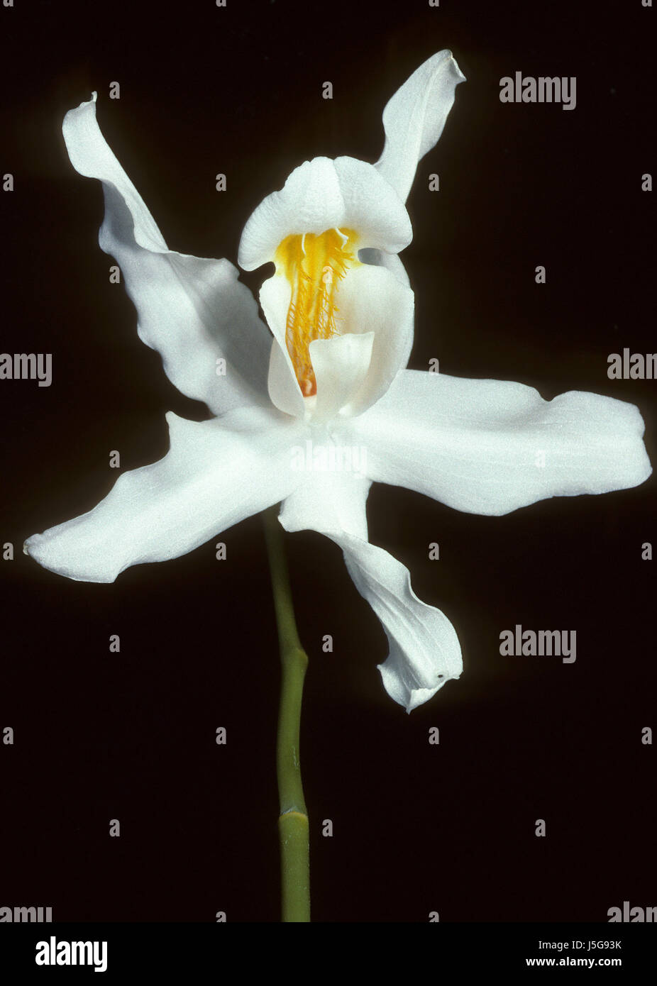 flower plant flora blank european caucasian nature blumenpflanze coelogyne Stock Photo