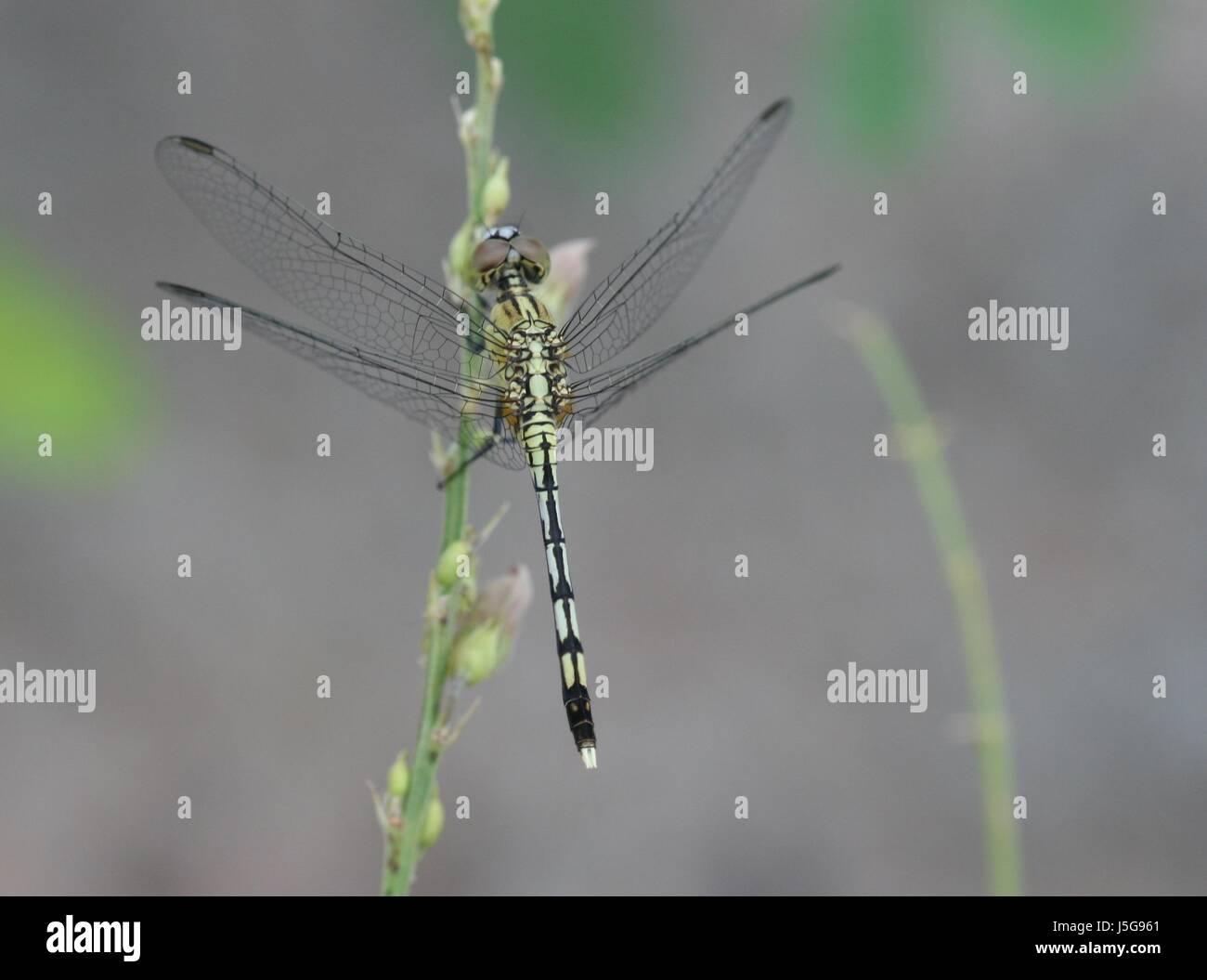 insect insects asia animals thailand fresh water pond water arthropoda ...