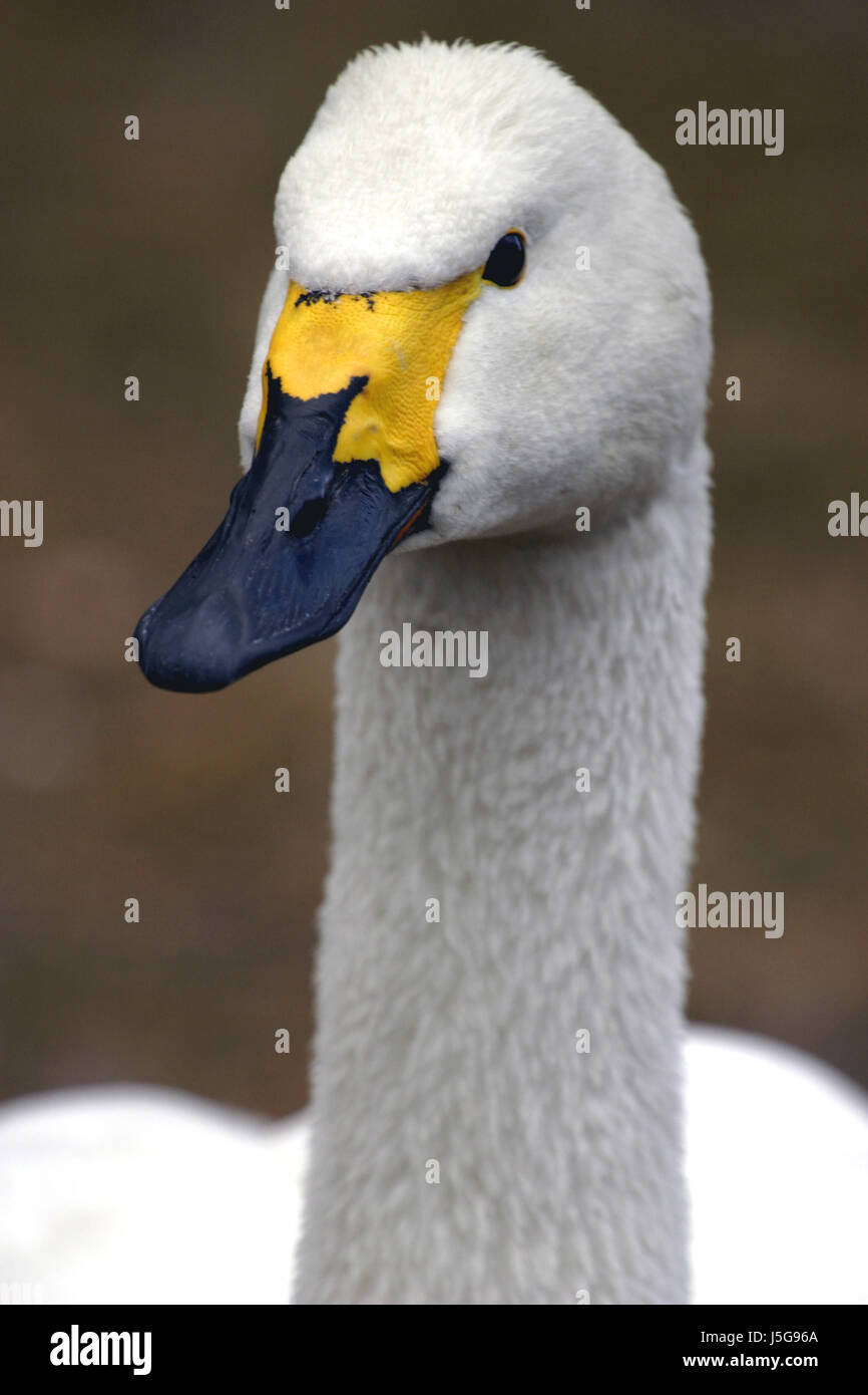 whooper swan,cygnus cygnus Stock Photo