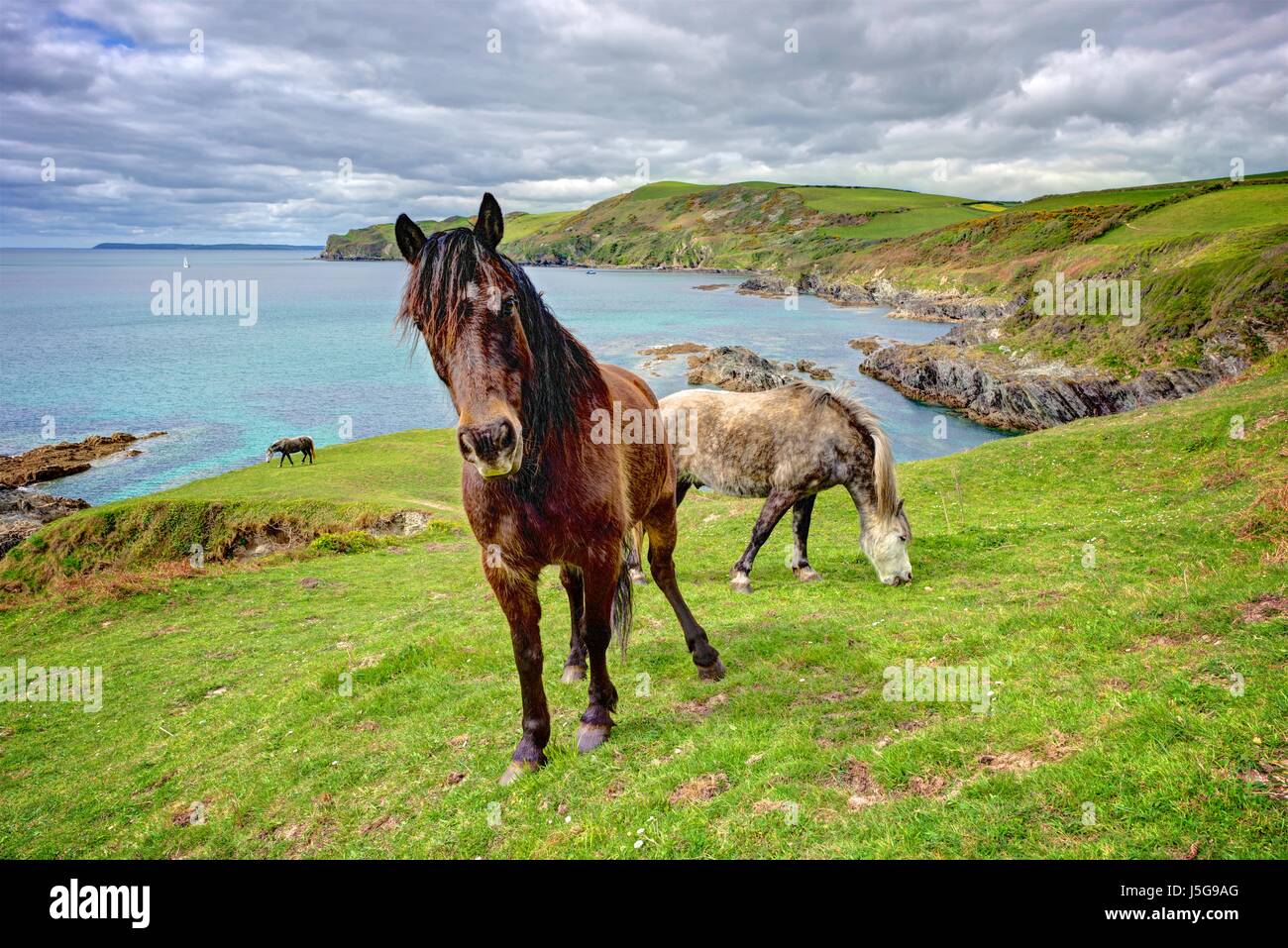 Three wild ponies feeding on green pastures by the sea. Located on the cliff side at Lansallos, South East Cornwall, England. Far reaching views. Stock Photo