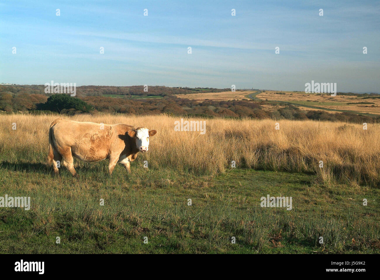 cow on pasture Stock Photo - Alamy